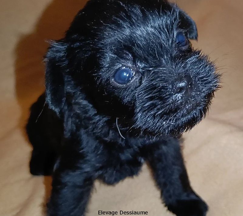 des bois de ciaum - Chiot disponible  - Affenpinscher