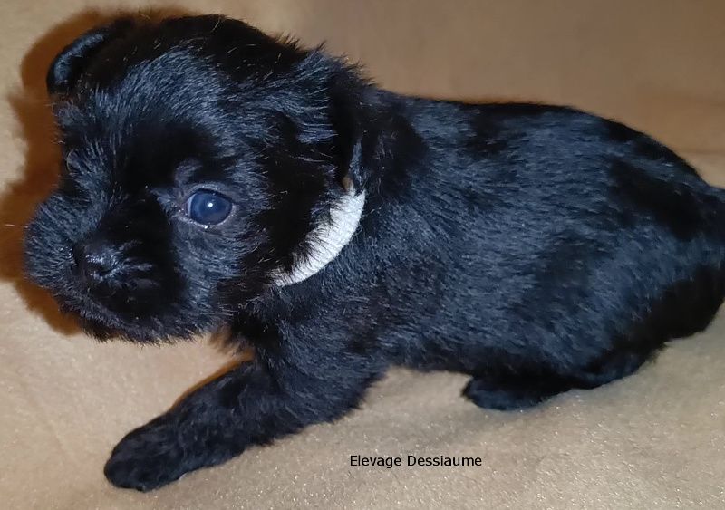 des bois de ciaum - Chiot disponible  - Affenpinscher