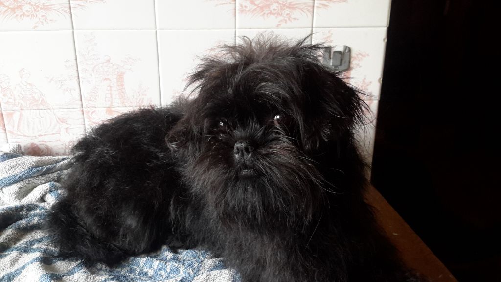 Doren zum schwarzen gluck