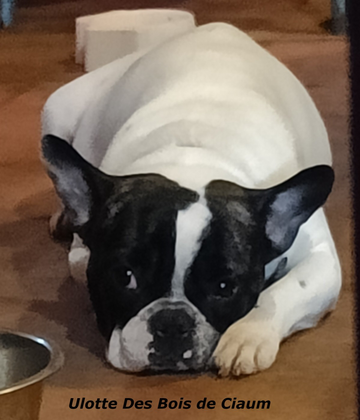 Ulotte  des bois de ciaum