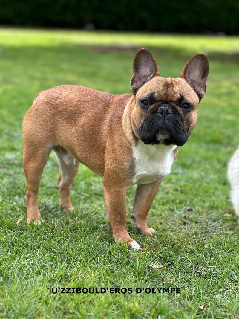 U'zzi Bould'eros D'Olympe