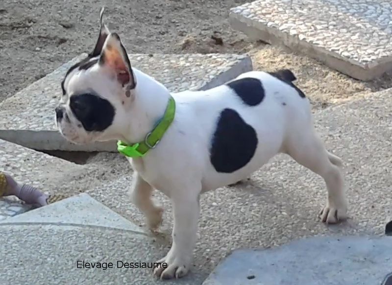 des bois de ciaum - Chiots disponibles - Bouledogue français