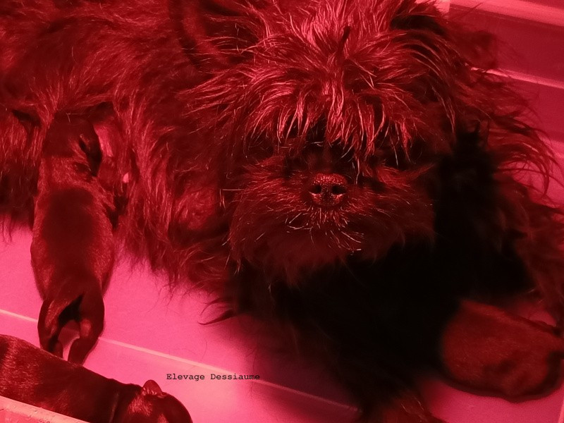 des bois de ciaum - Affenpinscher - Portée née le 29/12/2025