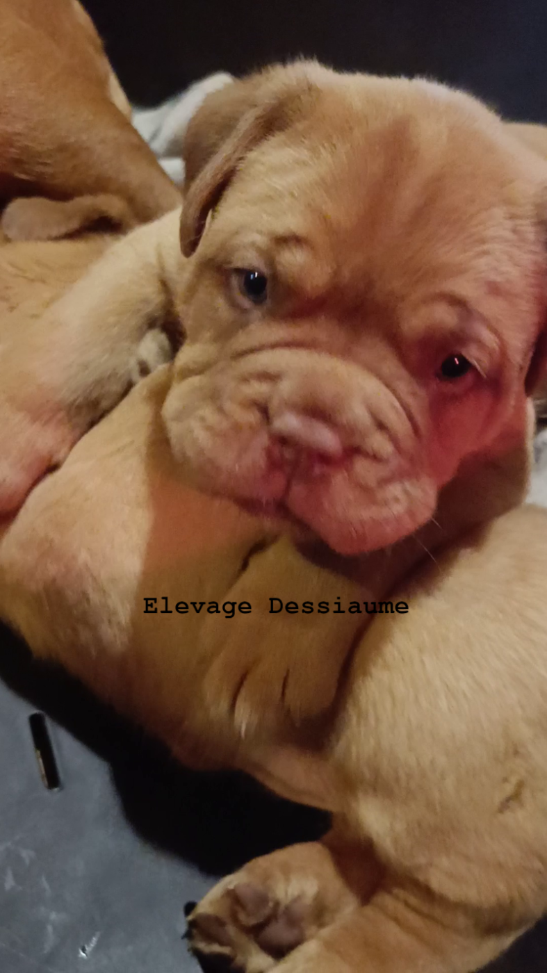des bois de ciaum - Chiots disponibles - Dogue de Bordeaux
