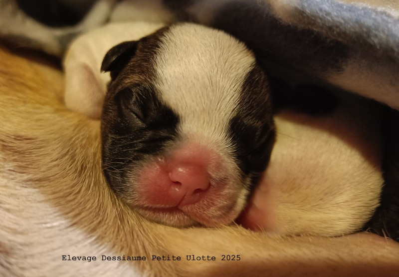 des bois de ciaum - Chiots disponibles - Bouledogue français