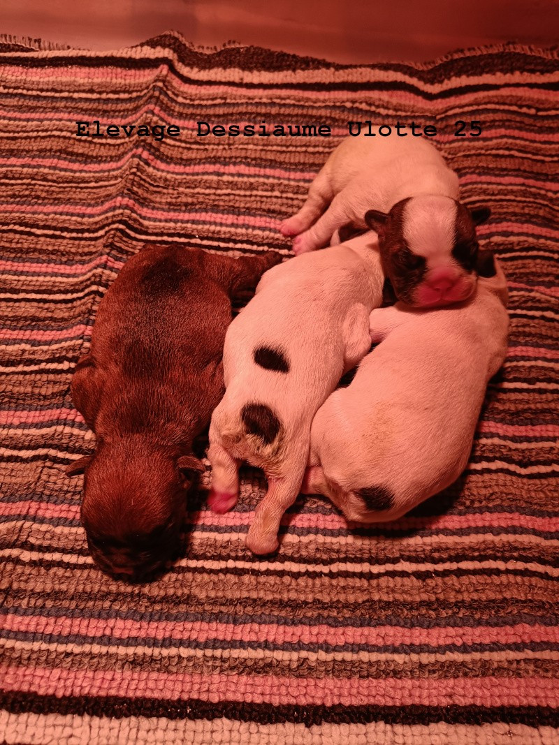 des bois de ciaum - Chiots disponibles - Bouledogue français
