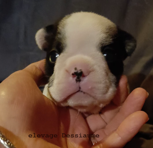 des bois de ciaum - Chiots disponibles - Bouledogue français