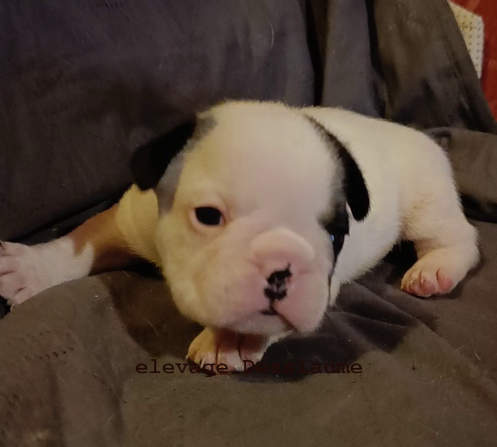 des bois de ciaum - Chiots disponibles - Bouledogue français