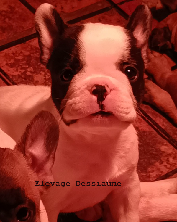 des bois de ciaum - Chiots disponibles - Bouledogue français