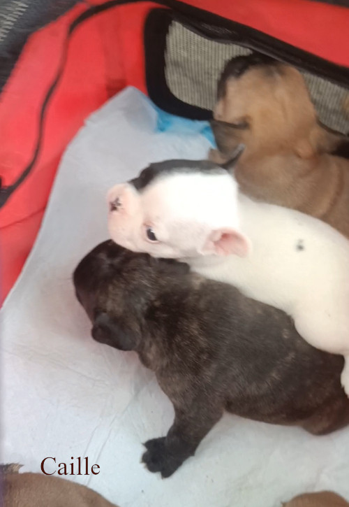 des bois de ciaum - Chiots disponibles - Bouledogue français