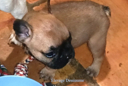 des bois de ciaum - Chiots disponibles - Bouledogue français