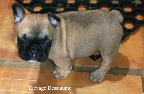 des bois de ciaum - Chiots disponibles - Bouledogue français