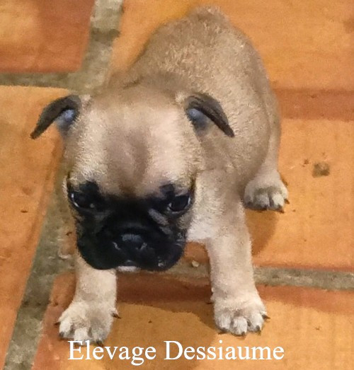 des bois de ciaum - Chiots disponibles - Bouledogue français
