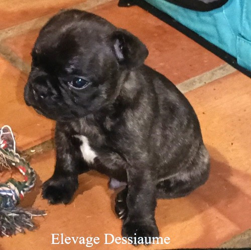 des bois de ciaum - Chiots disponibles - Bouledogue français