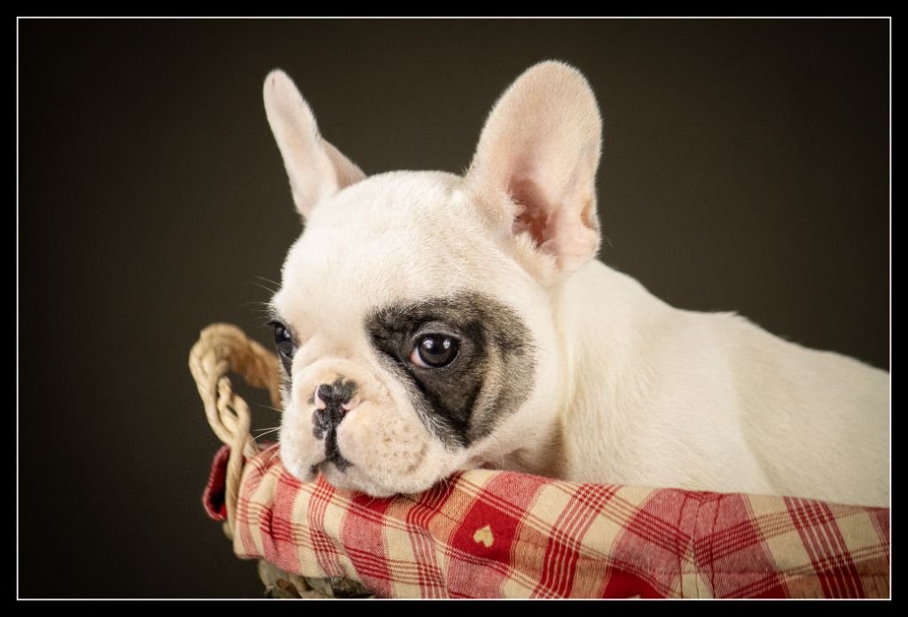 des bois de ciaum - Chiots disponibles - Bouledogue français