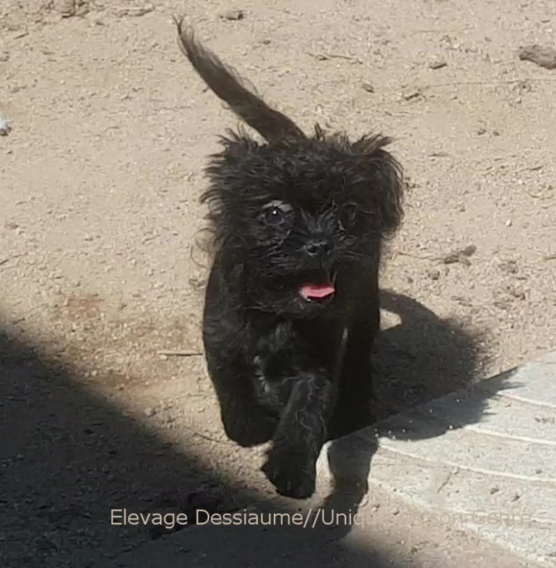 Chiot Affenpinscher des bois de ciaum