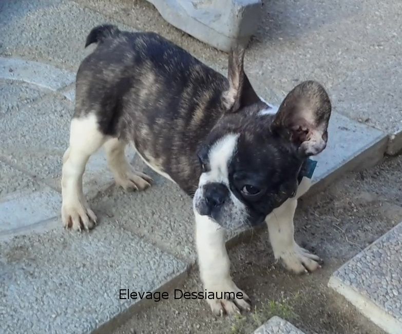 des bois de ciaum - Chiots disponibles - Bouledogue français