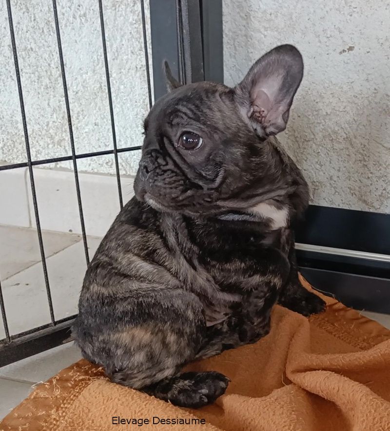 des bois de ciaum - Chiots disponibles - Bouledogue français